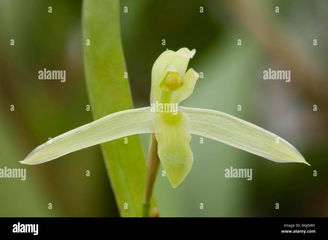 Maxillaria acuminata   MIW252740 Stock Photo