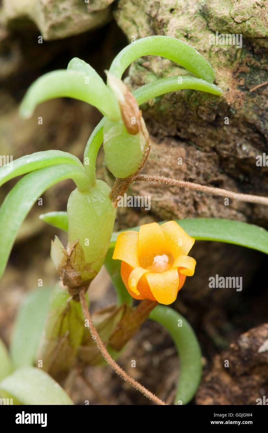 Maxillaria decoratum   MIW252743 Stock Photo