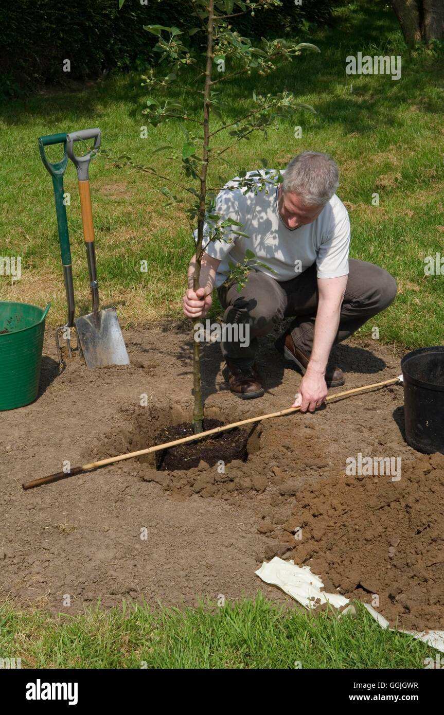 Checking Tree Planting Malus tree hi-res stock photography and images - Alamy