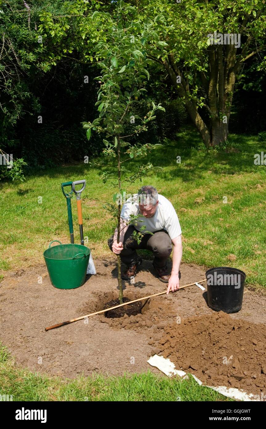 Checking Tree Planting Tree Planting - Malus Crab Apple- - Checking the level MIW252762 ...