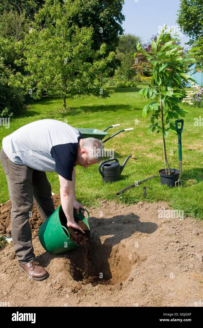 Tree Planting Adding compost to hole MIW252773 Stock Photo Alamy