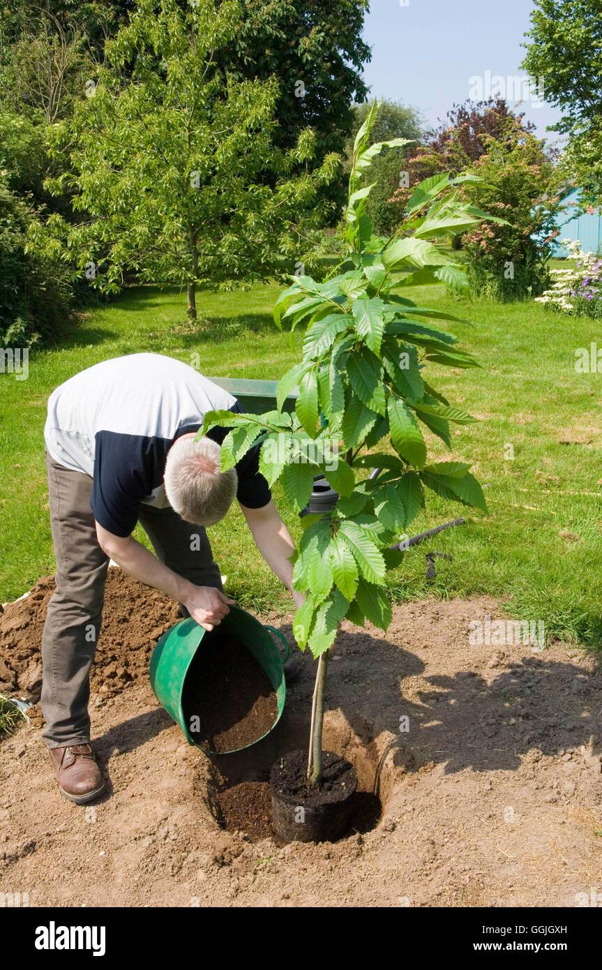 Tree Planting Adding compost MIW252775 Stock Photo Alamy