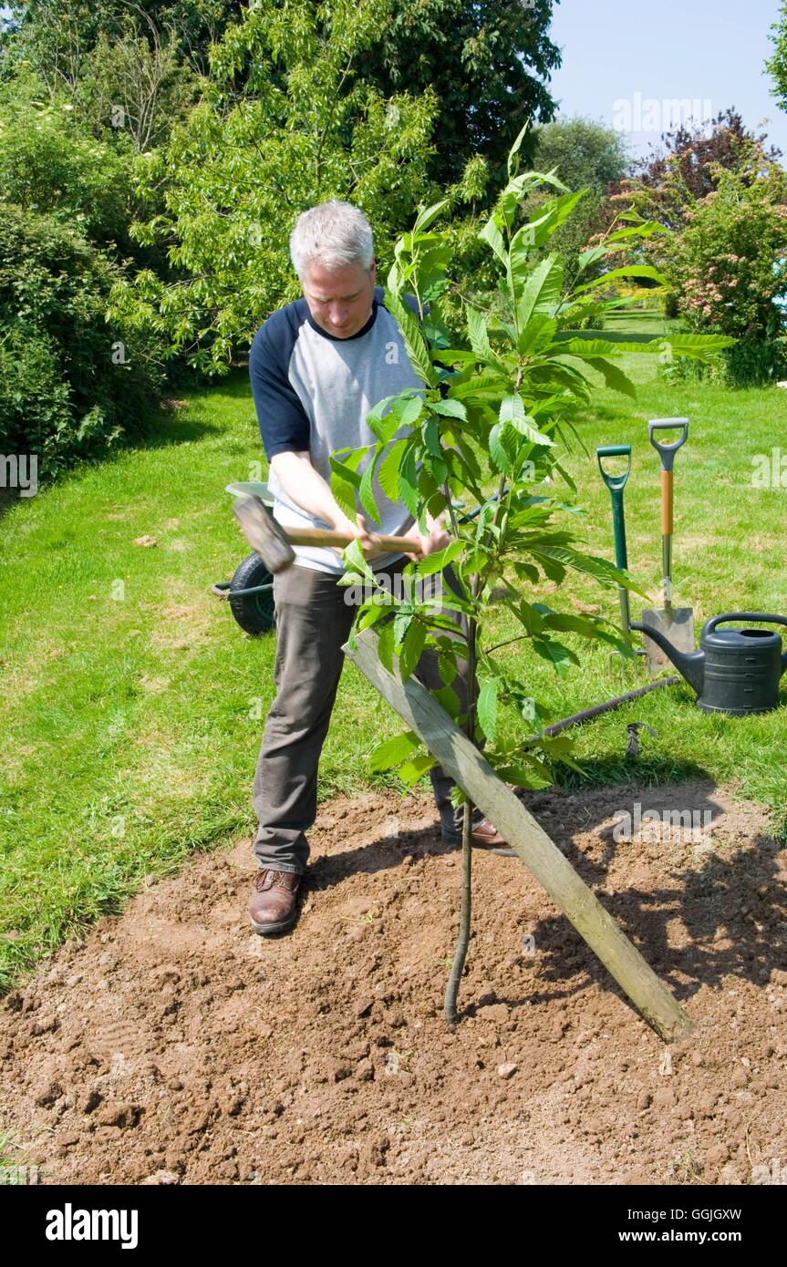 Tree Staking Stock Photos & Tree Staking Stock Images Alamy