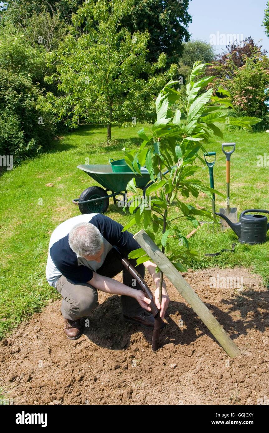 Rabbit guard tree hi-res stock photography and images - Alamy