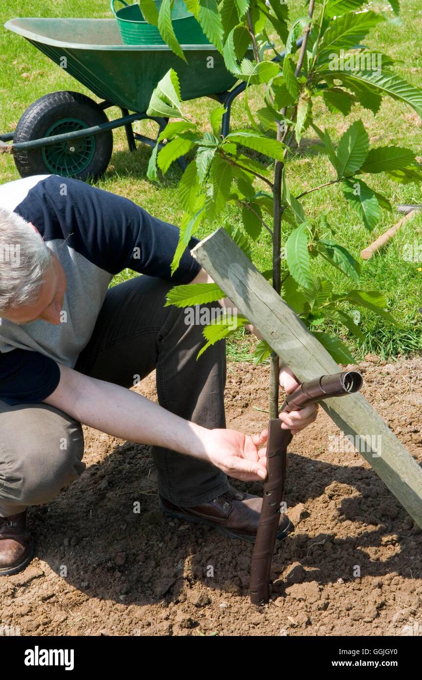 Rabbit guard hi-res stock photography and images - Alamy