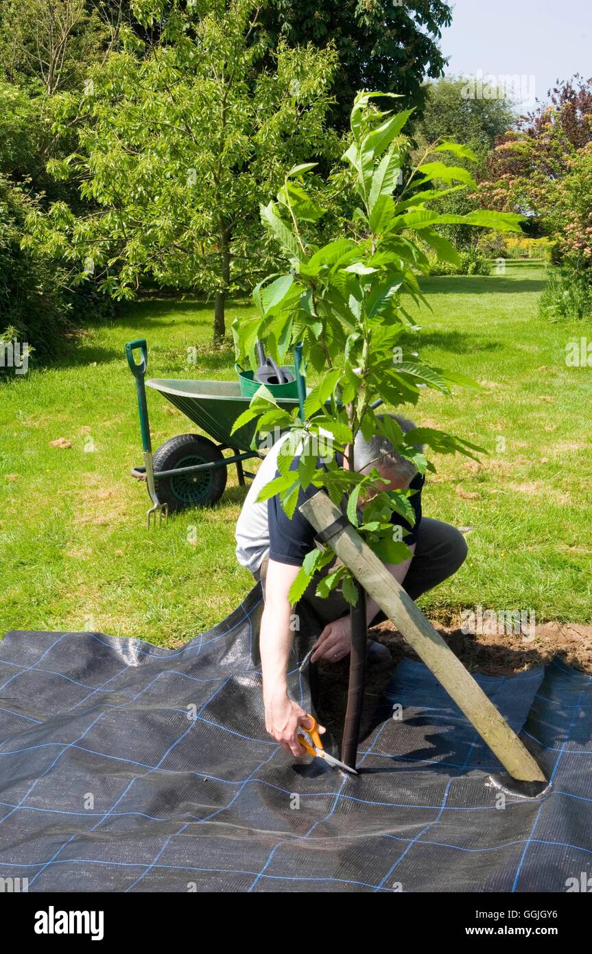 Tree Planting Adding weedblock mulch MIW252787 Stock Photo Alamy