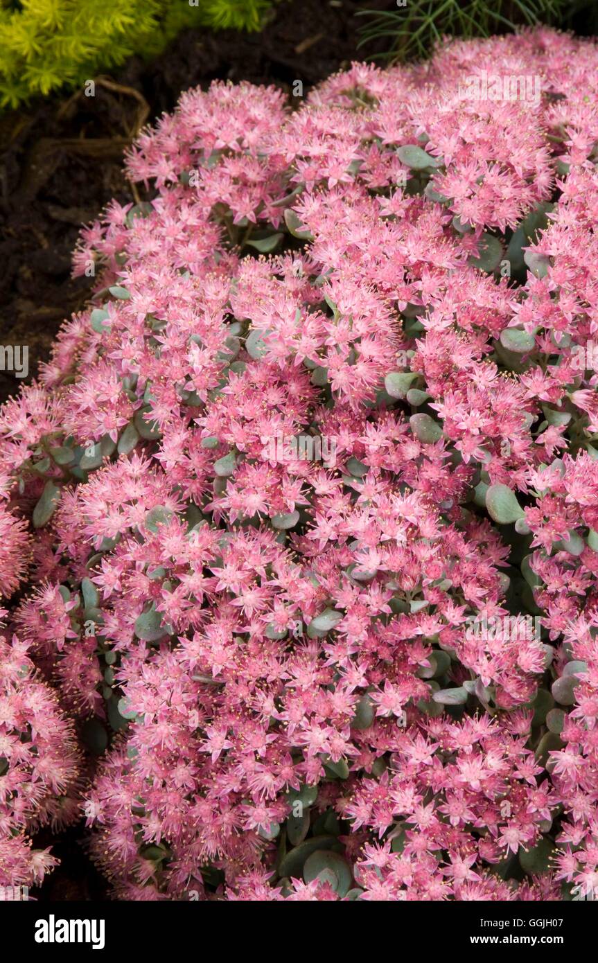 Sedum pluricaule 'Rose Carpet' MIW252809 Stock Photo Alamy