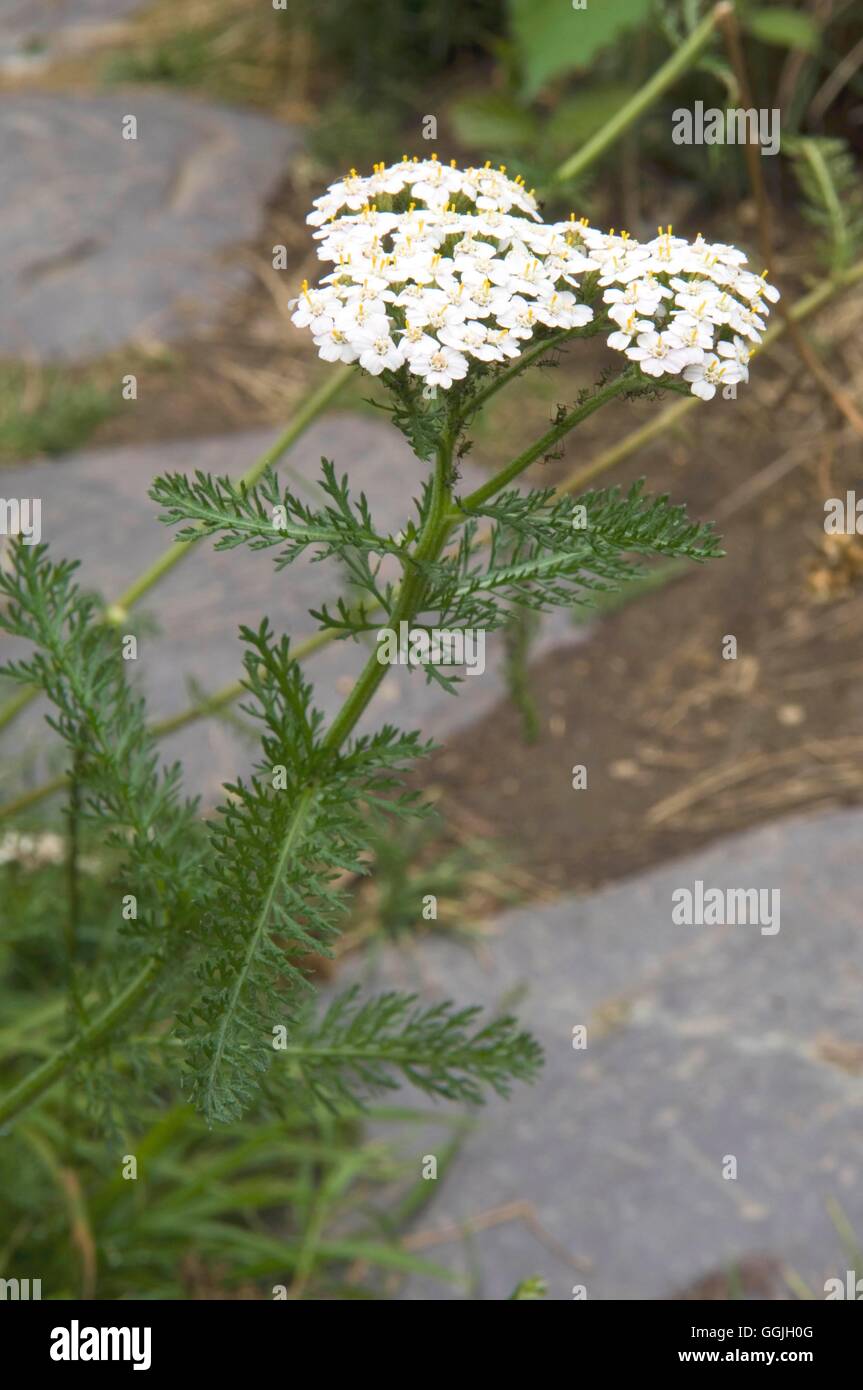 Yarrow- - (Achillea millefolium)   MIW252817 Stock Photo