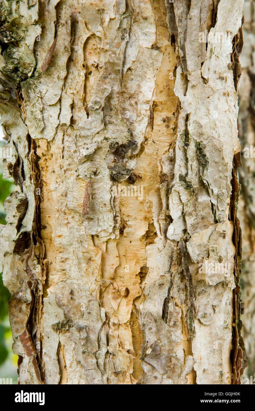Betula
