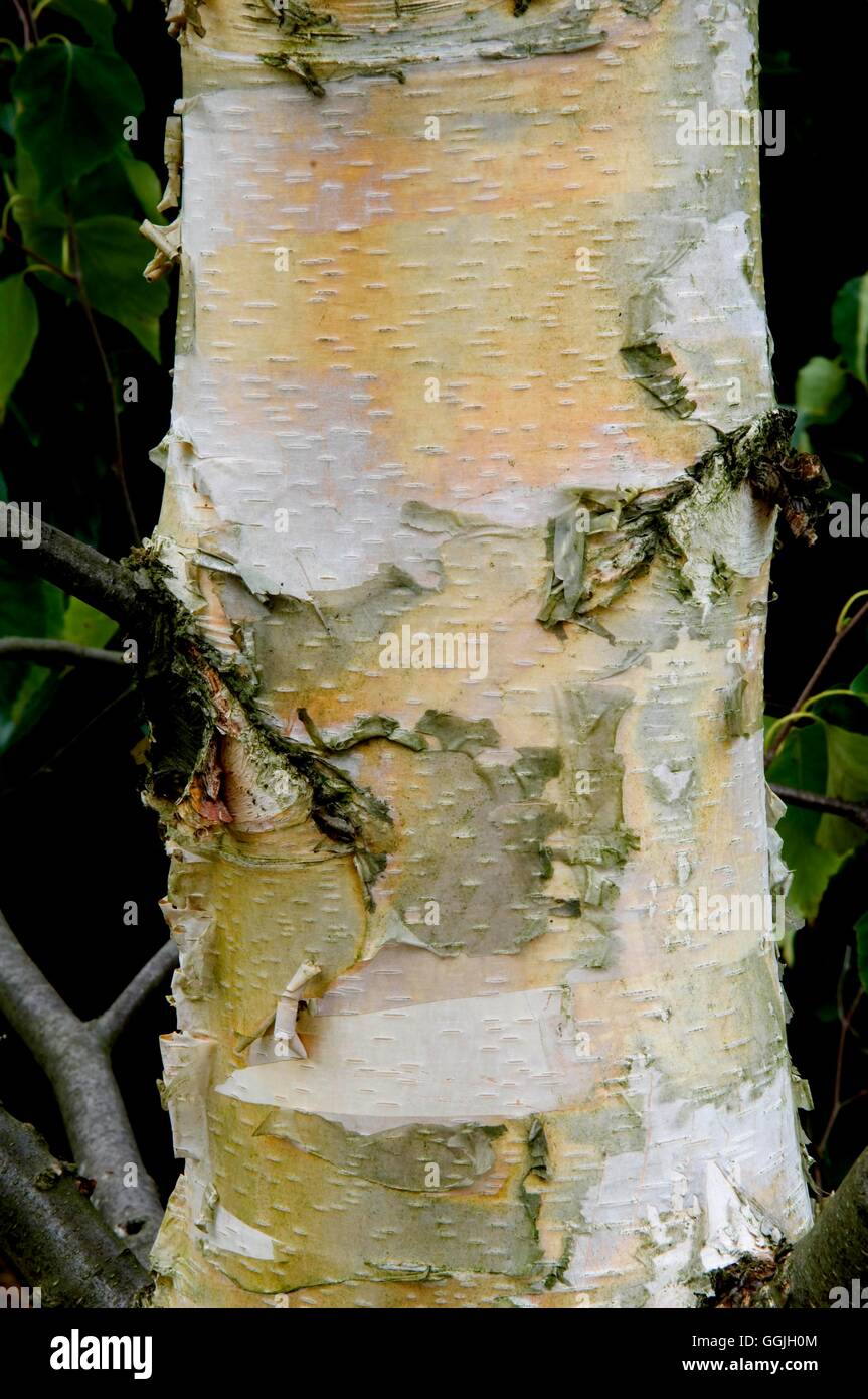 Bark of Betula szechuanica- - Sichuan Birch   MIW252820 Stock Photo