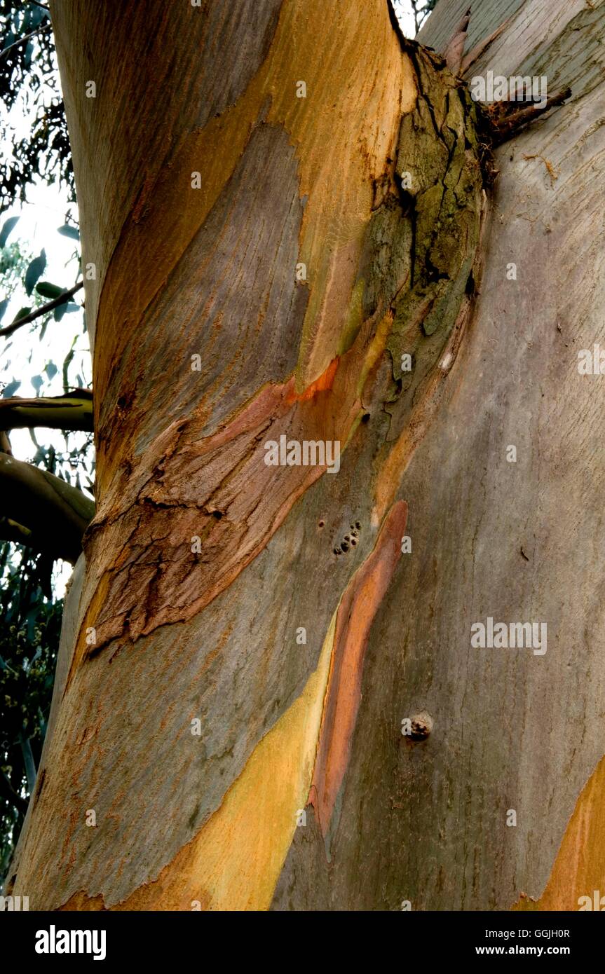 Bark of Eucalyptus galucescens- - Tingiringi Gum   MIW252823 Stock Photo