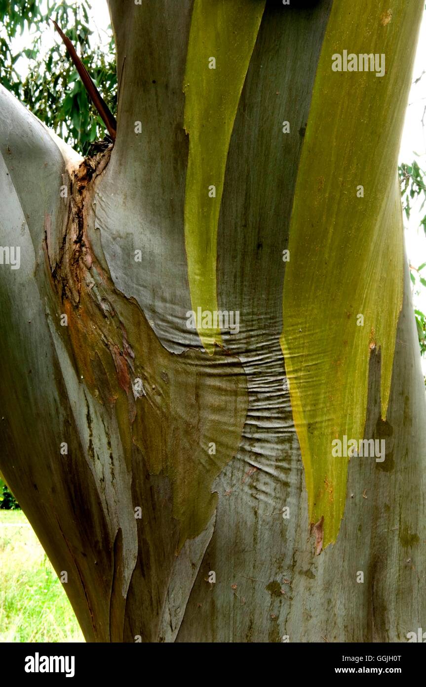 Bark of Eucalyptus stellulata- - Black Sally   MIW252824 Stock Photo