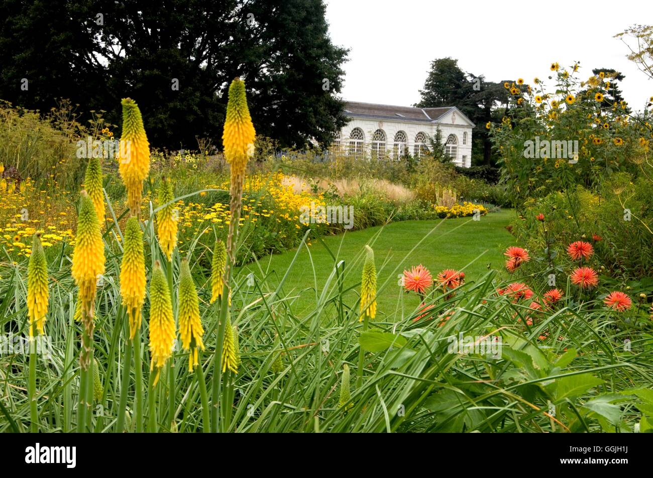 RBG  Kew- in September - Kniphofia 'Brimstone' in foregreound- - (Please credit)   MIW252838     Pho Stock Photo