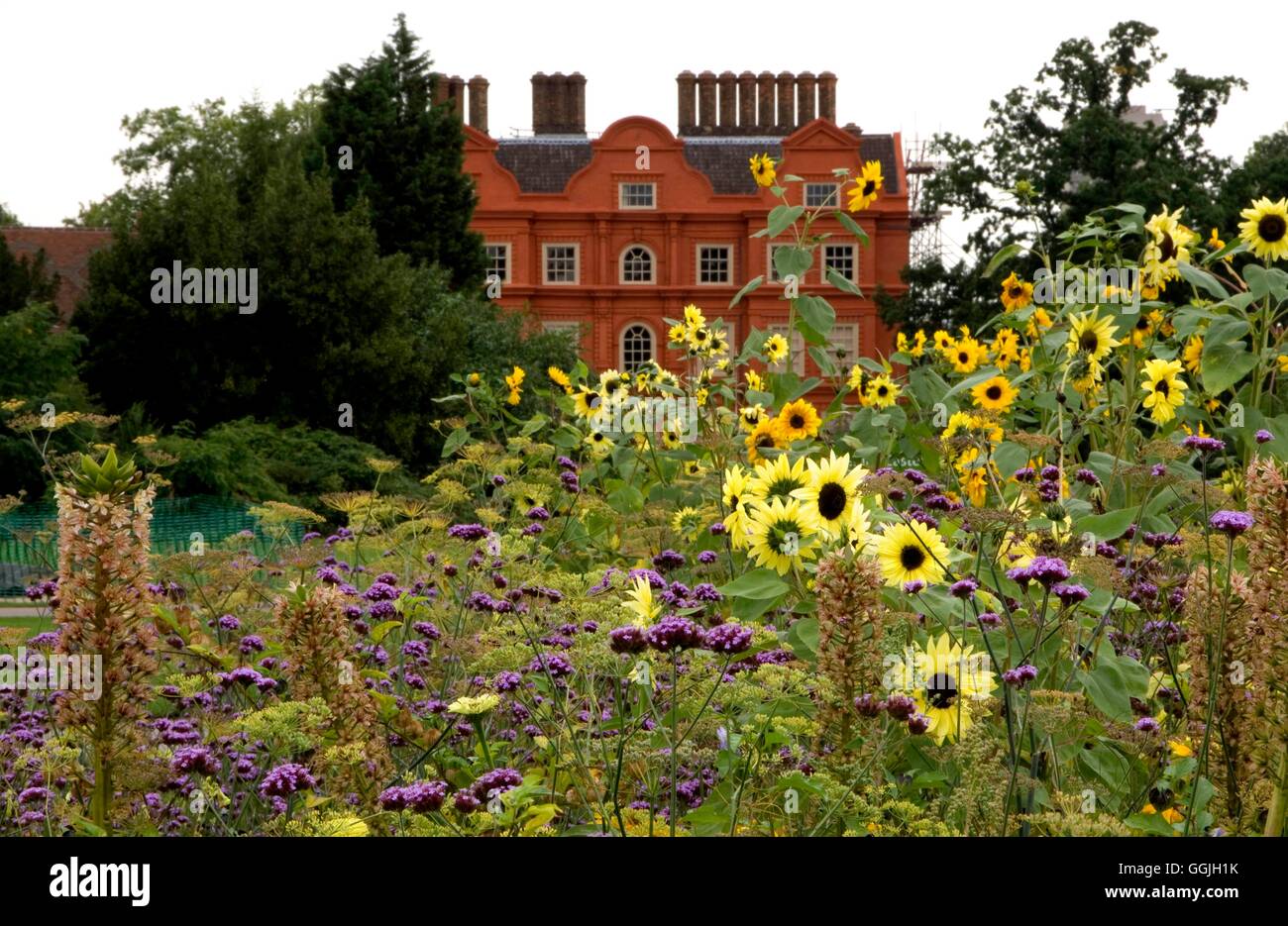 RBG Kew- in September with Helianthus and Verbena in foreground.- - Please credit   MIW252839     Ph Stock Photo