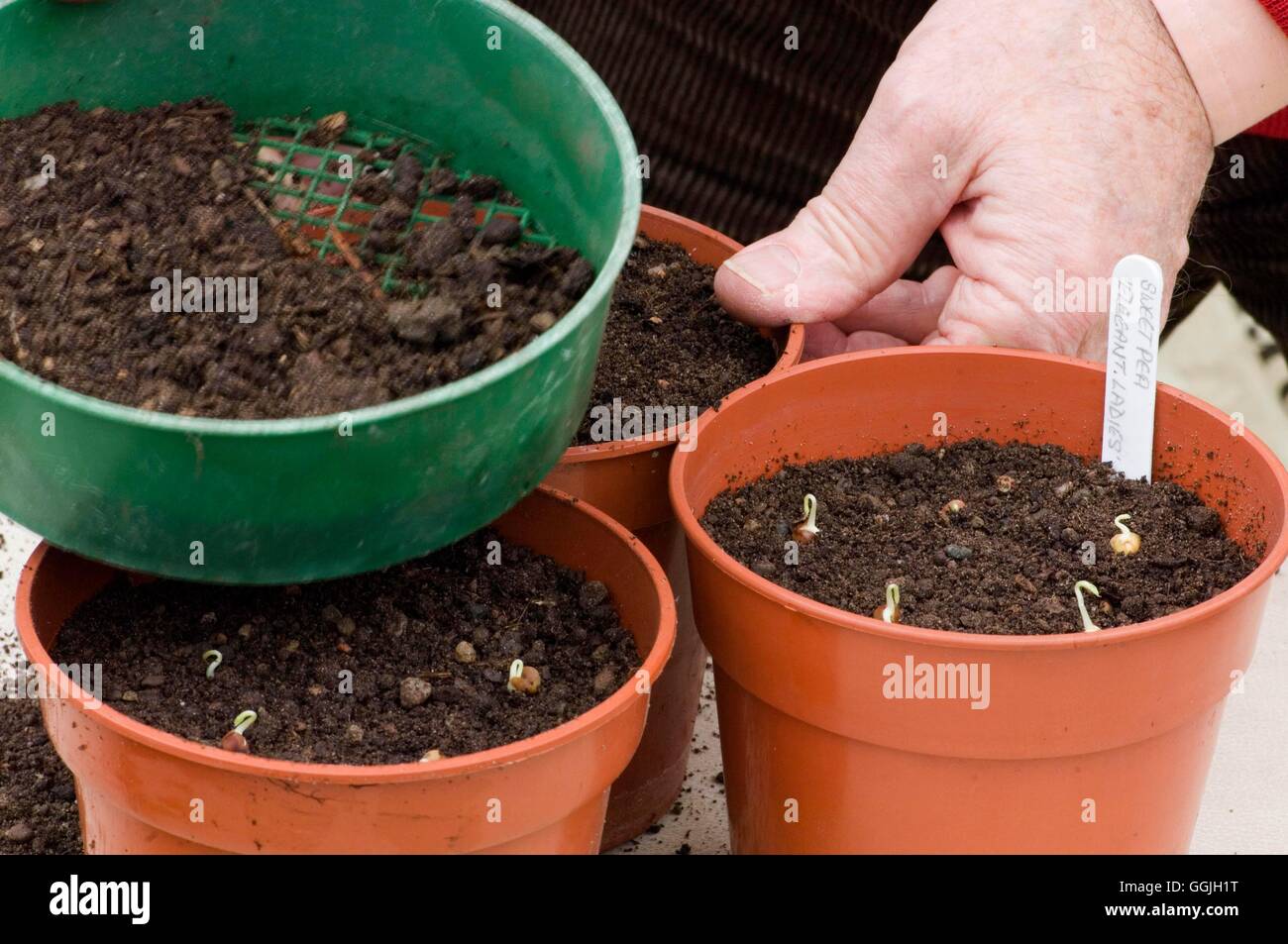 Propagation- - Covering the chitted Sweet pea seedling with sieved compost   MIW252844     Photos Ho Stock Photo