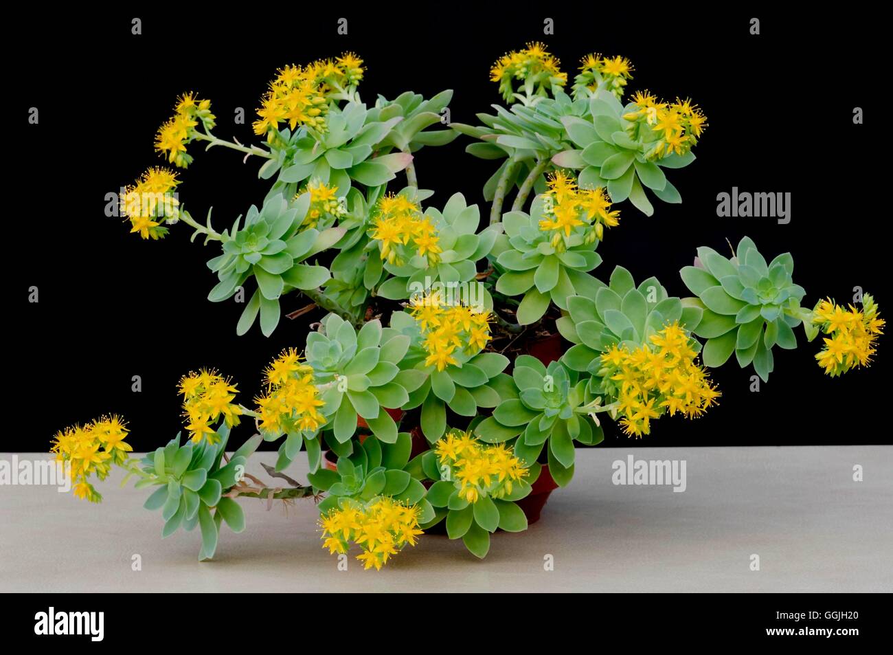 Sedum palmeri MIW252846 Stock Photo - Alamy