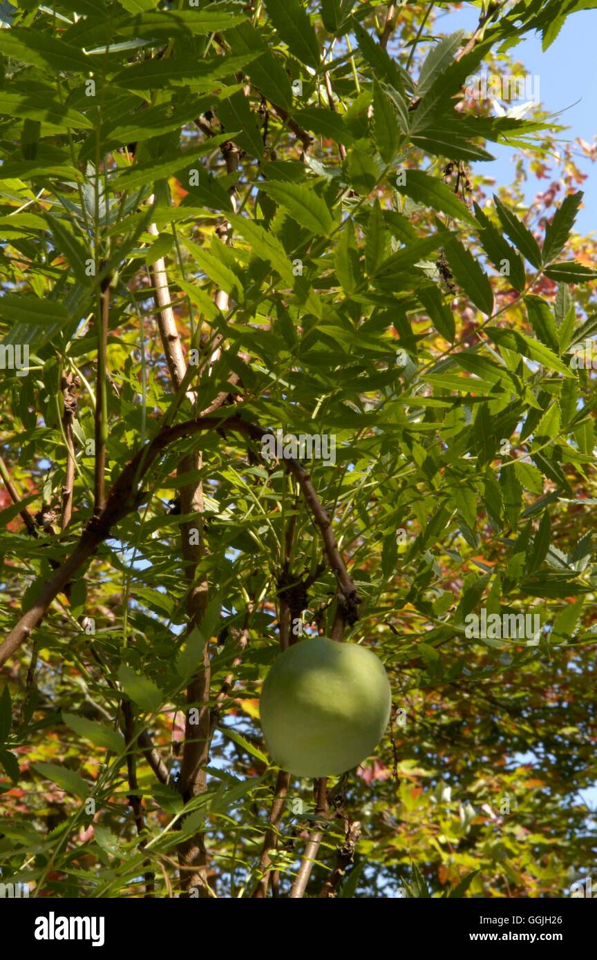 Xanthoceras sorbifolium- showing fruit- - Yellowhorn   MIW252852 Stock Photo
