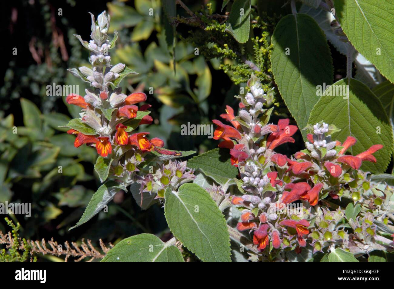 Colquhounia coccinea var. vestita   MIW252859 Stock Photo