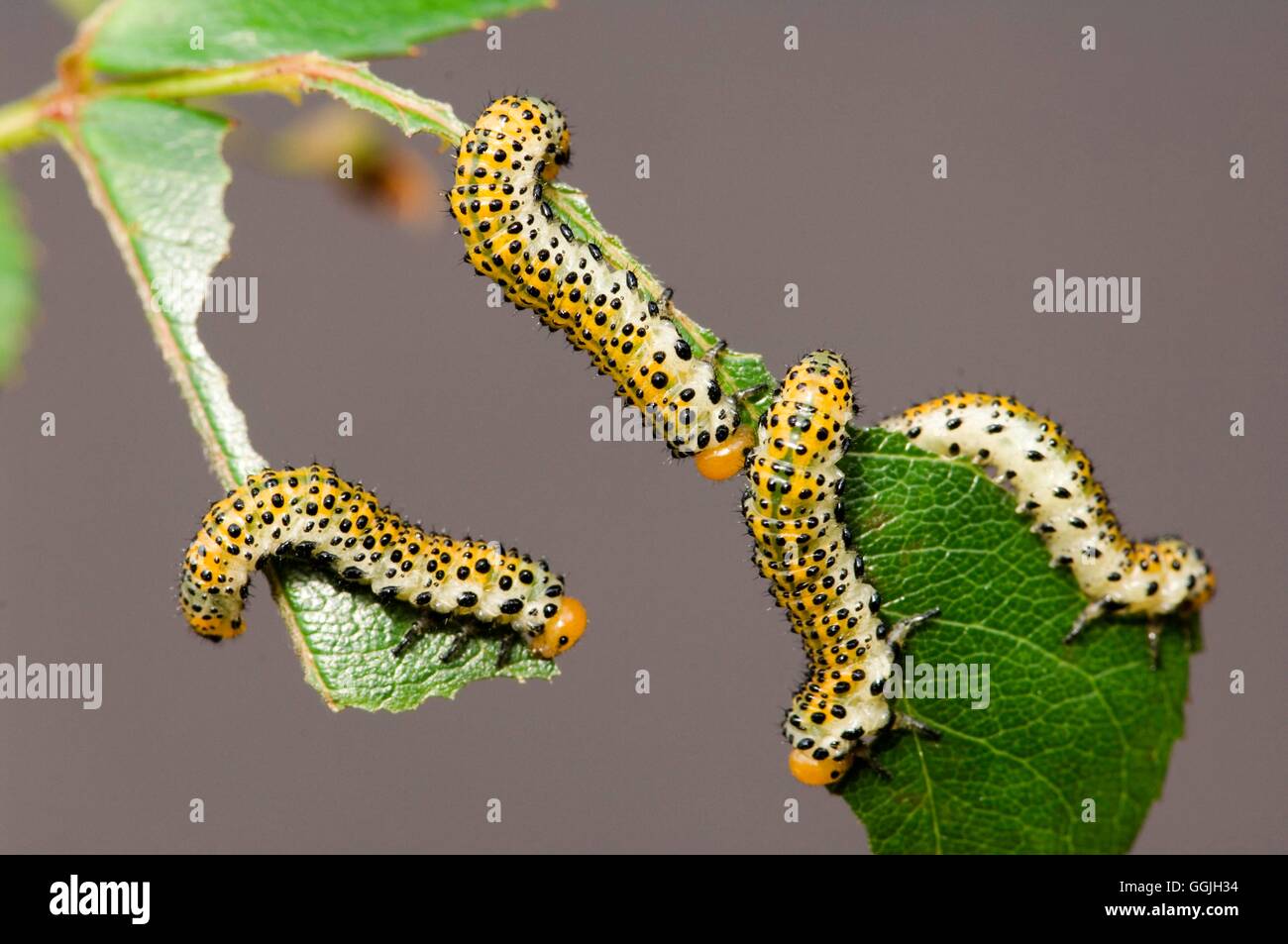 Sawfly - Banded Rose Sawfly Larvae- - (Allantus cinctus)   MIW252874  /Photos Stock Photo