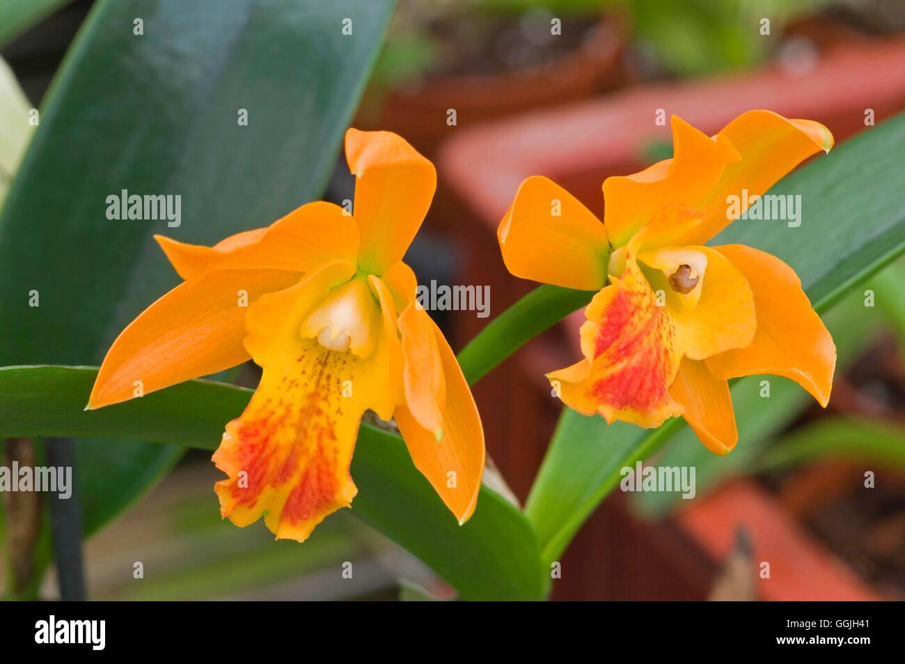 Laeliocattleya Loog Tone   MIW252918 Stock Photo