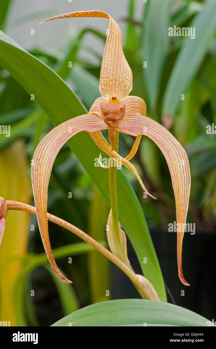 Bulbophyllum 'Jersey'   MIW252921 Stock Photo