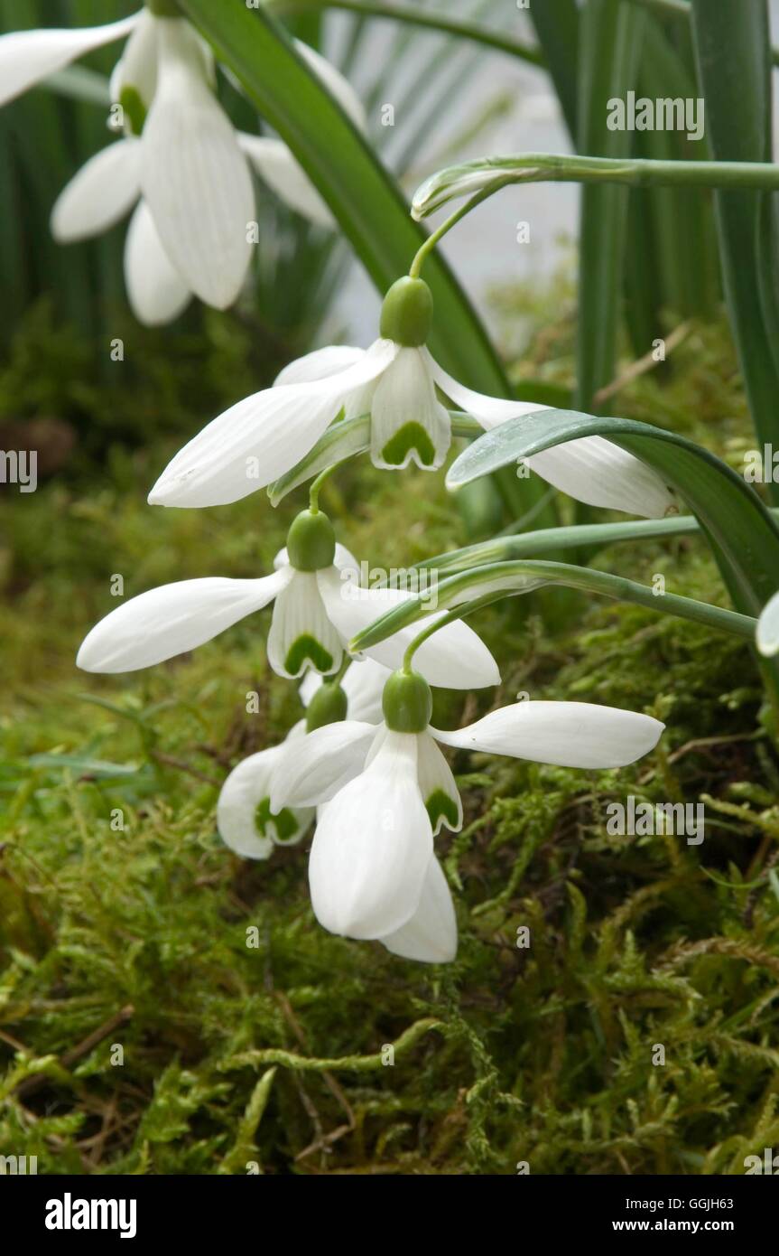 Galanthus 'Bill Bishop'   MIW252963 Stock Photo