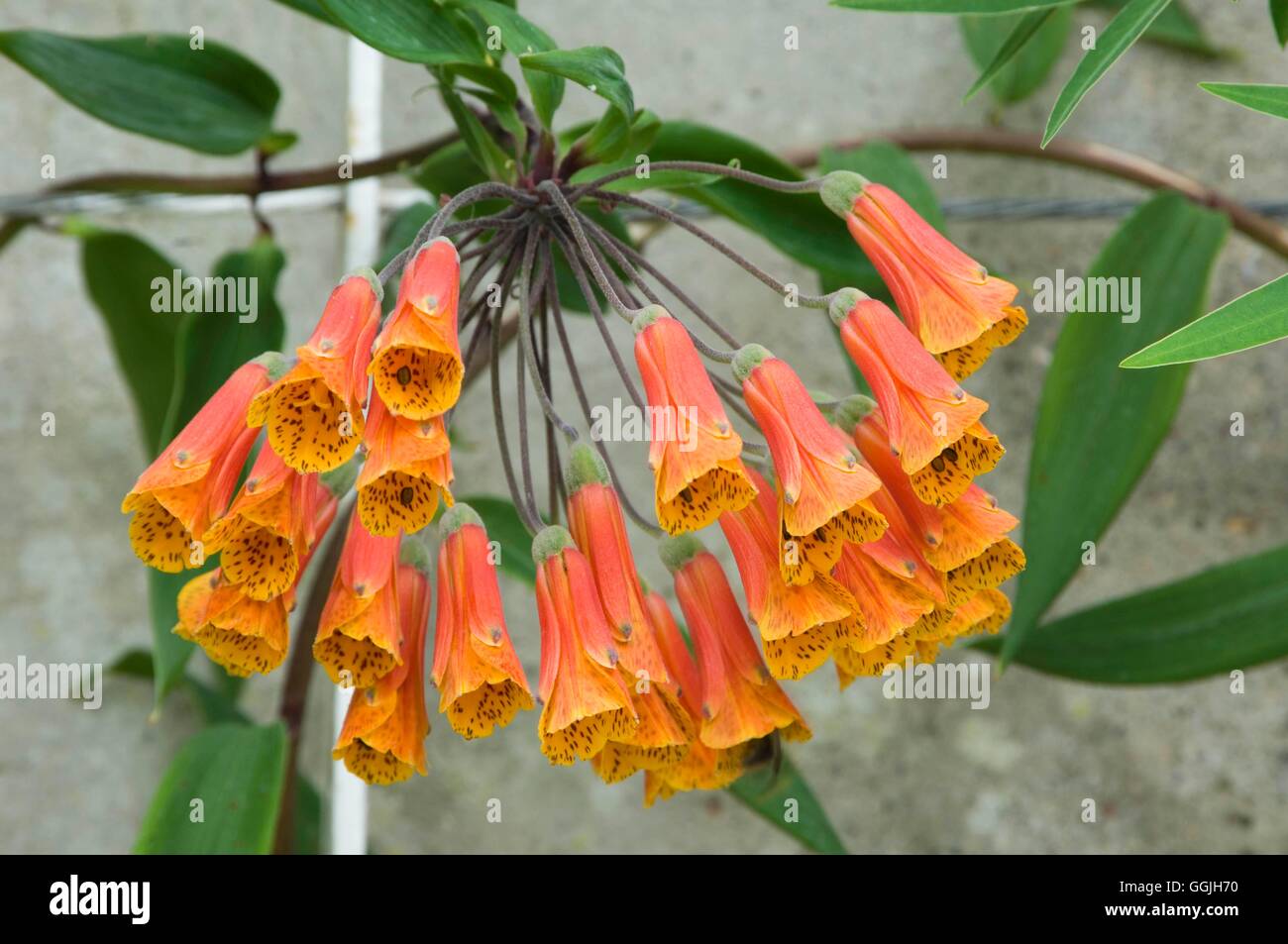 Bomarea multiflora ssp. caldesii   MIW252981 Stock Photo
