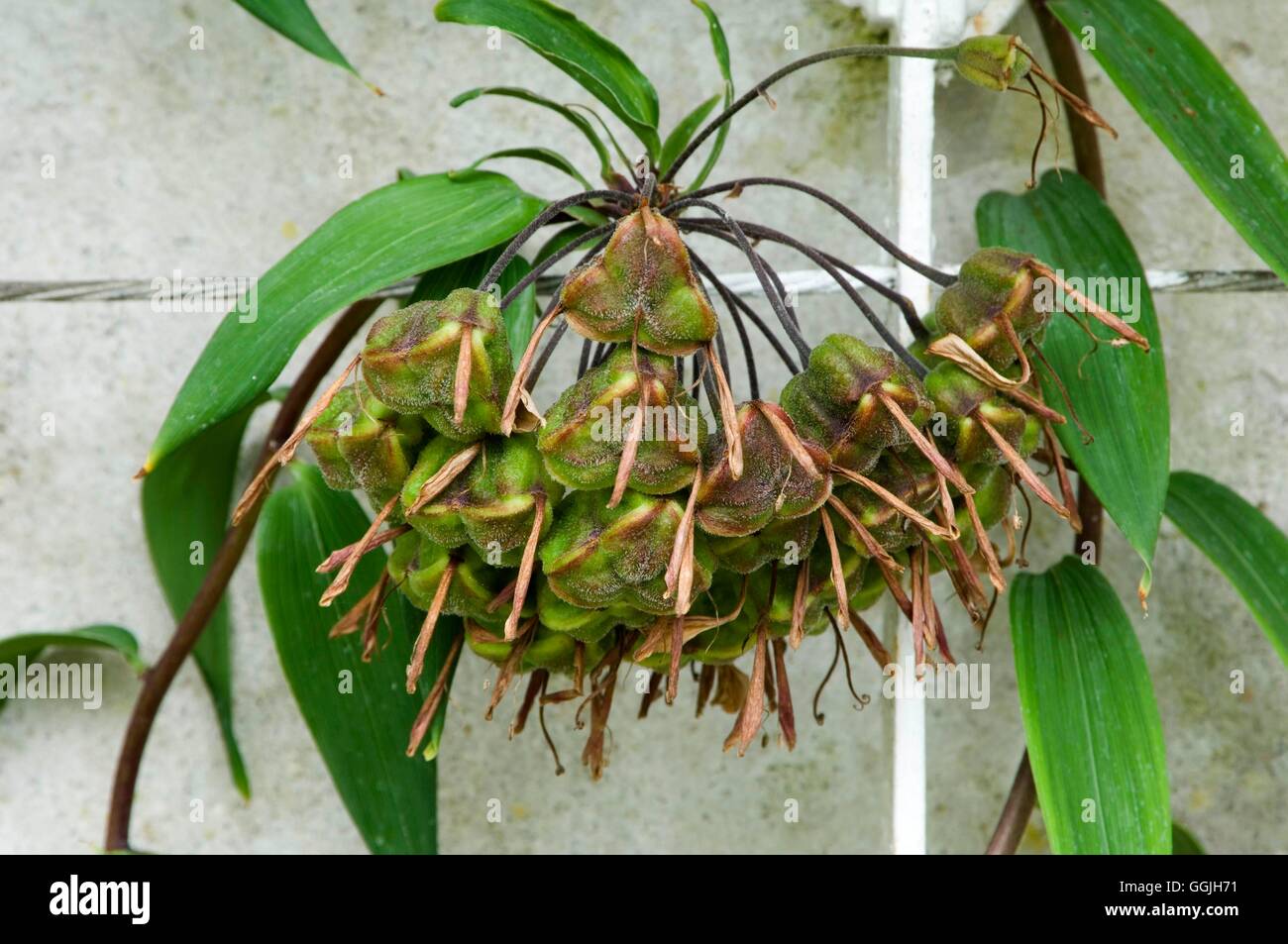 Bomarea multiflora ssp. caldesii- showing seed head   MIW252982 Stock Photo