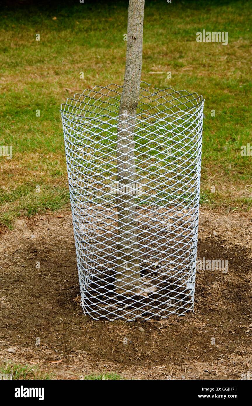 Plant wire cage hi-res stock photography and images - Alamy