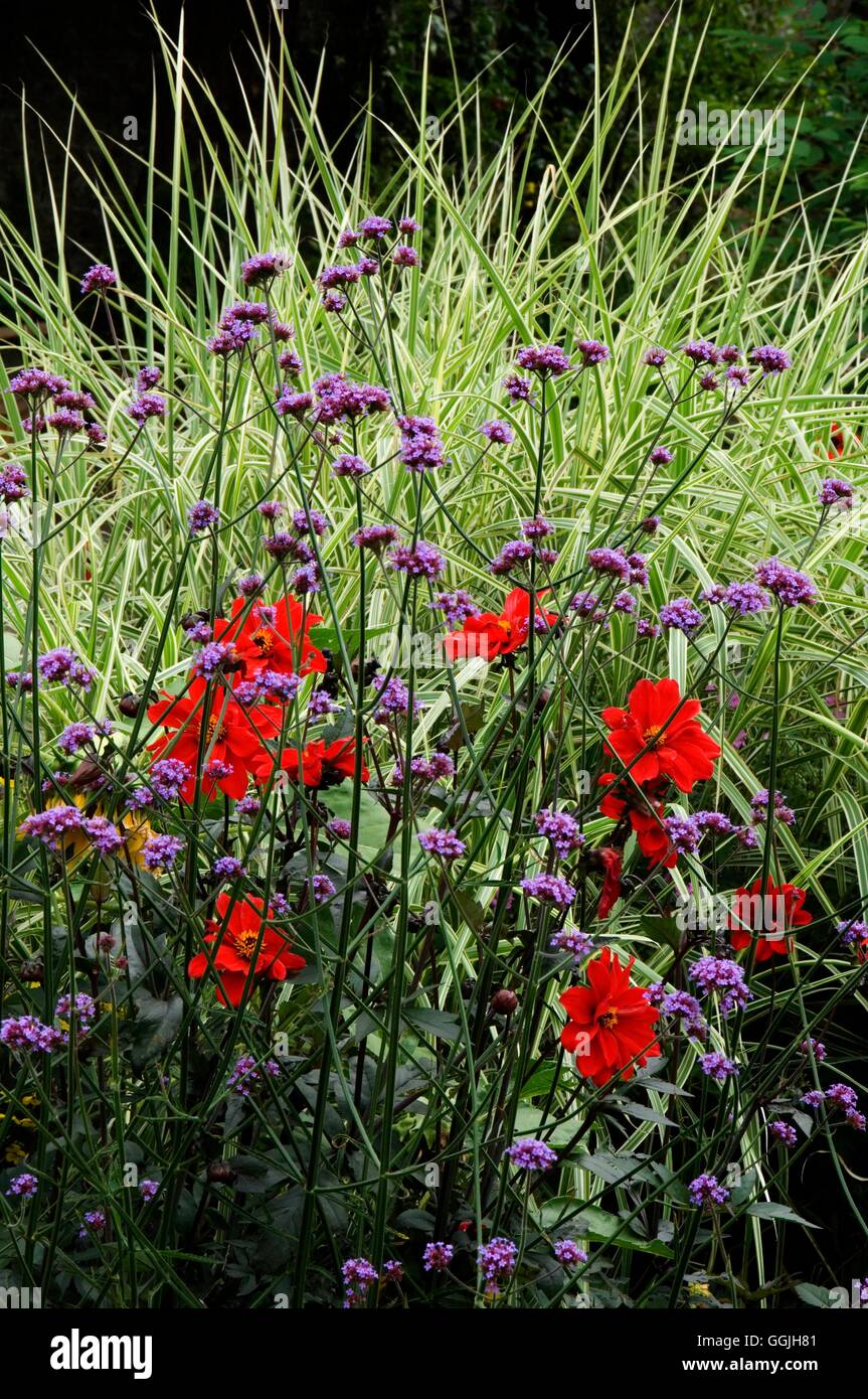 Plant Association- with Dahlia 'Bishop of Llandaff'  Verbena bonariensis- and Miscanthus   MIW253001  Compulsory Credi Stock Photo