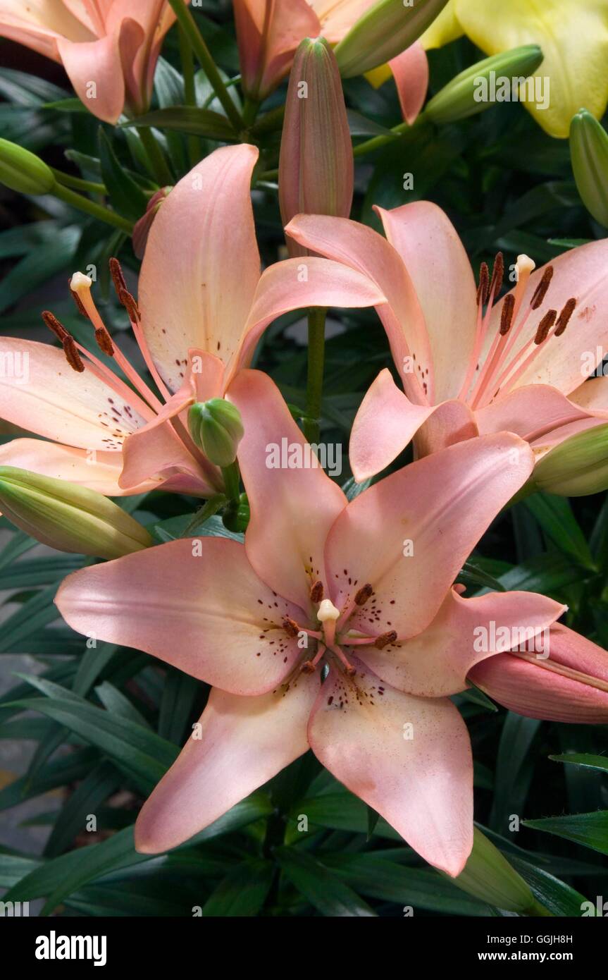 Lilium 'Royal Present'   MIW253016 Stock Photo