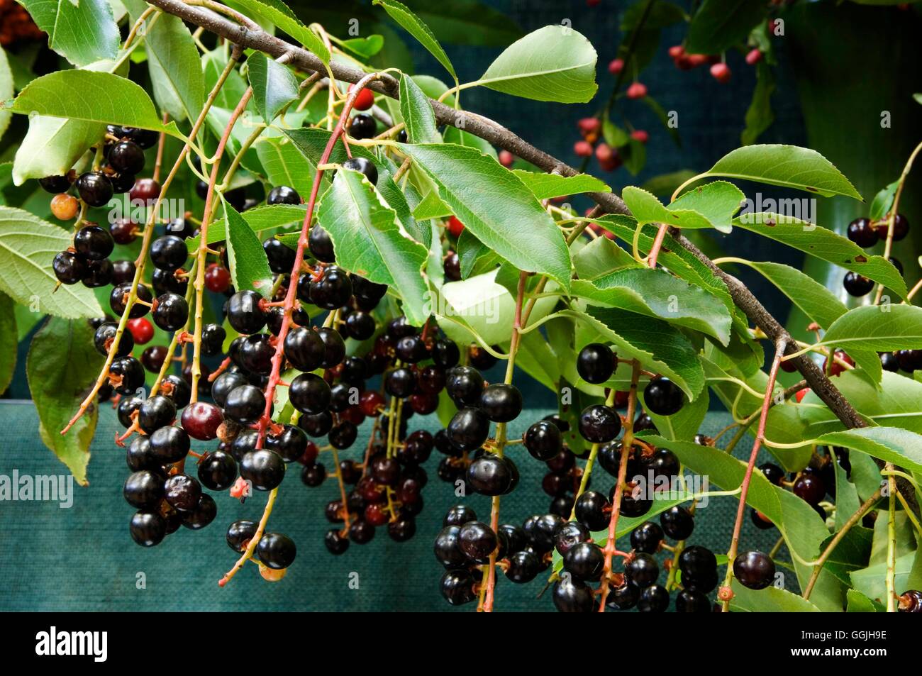 Prunus lusitanica- - Portuguese Laurel   MIW253034 Stock Photo