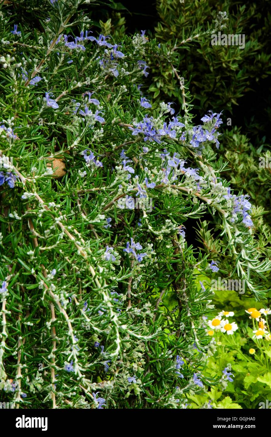 Rosmarinus officinalis 'Blue Lagoon' MIW253045 Stock Photo - Alamy