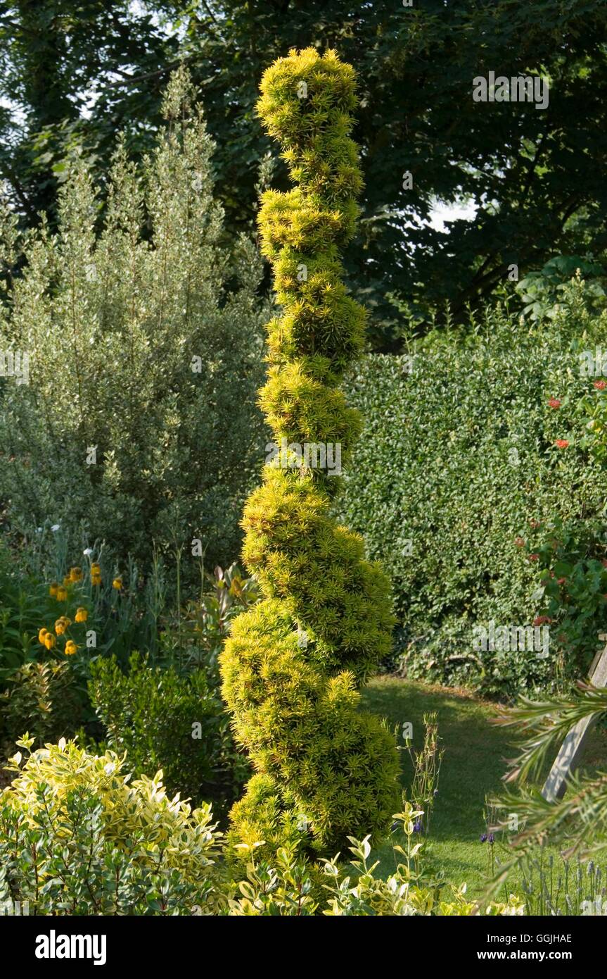 Topiary- - Spiral in Golden Yew- - (Taxus baccata Aurea Group)   MIW253055  / Stock Photo
