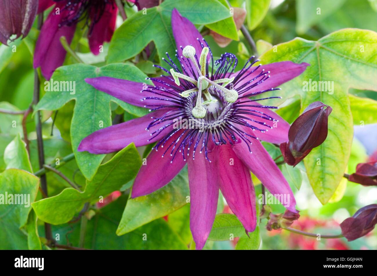 Passiflora 'Pura Vida'   MIW253062 Stock Photo