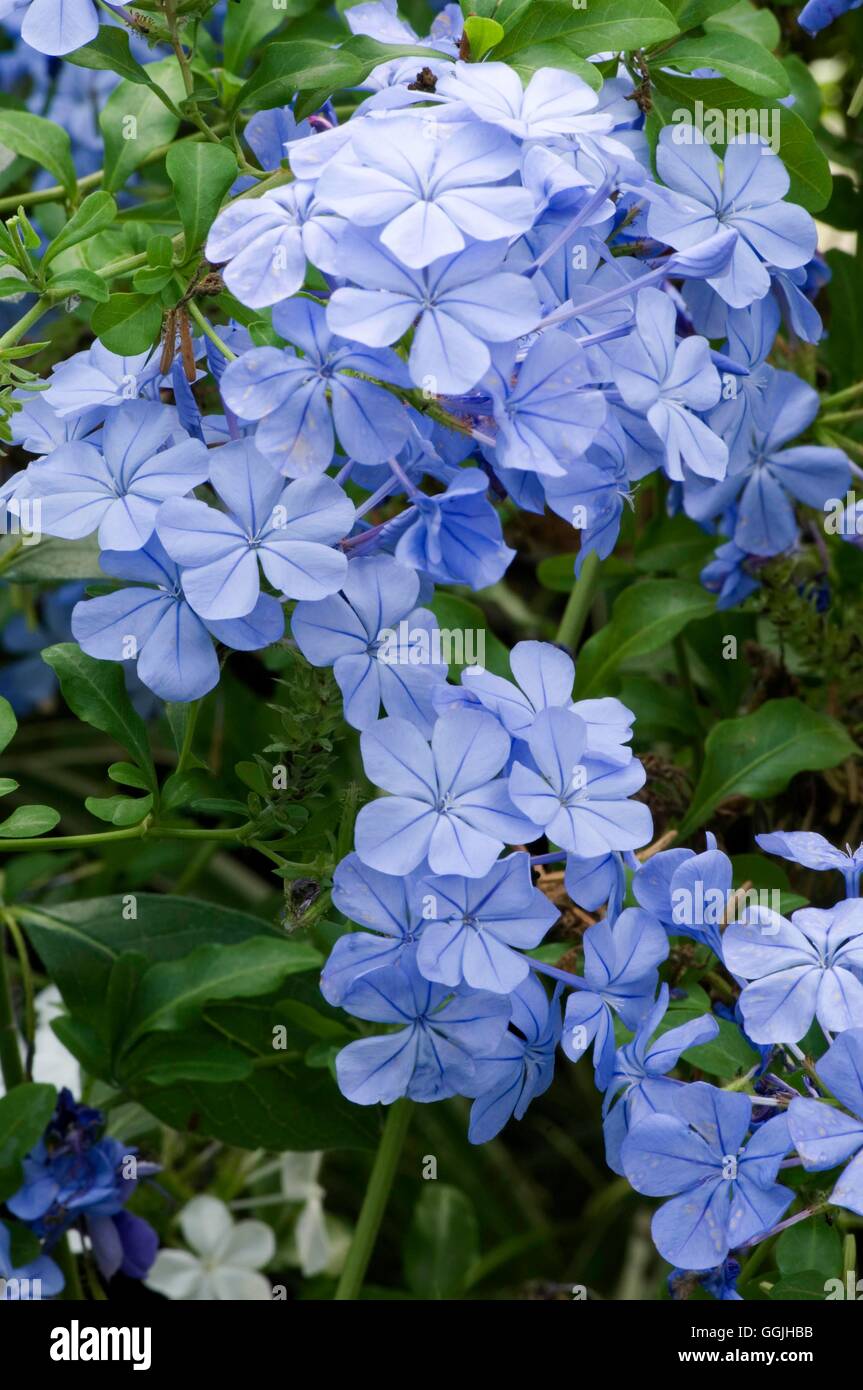 Plumbago auriculata- - (Syn P. capensis)   MIW253077 Stock Photo