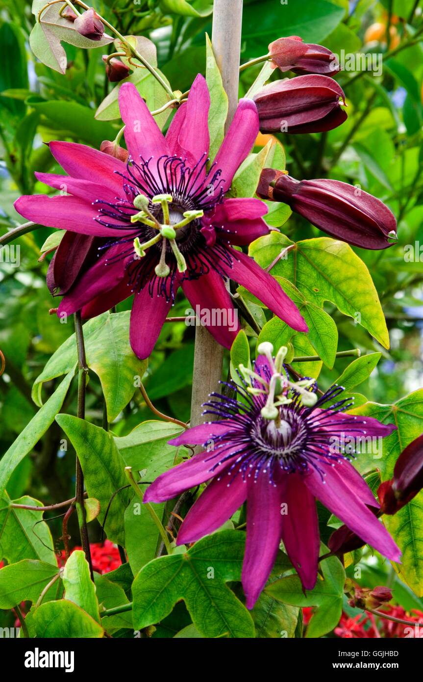 Passiflora 'Pura Vida'   MIW253079 Stock Photo