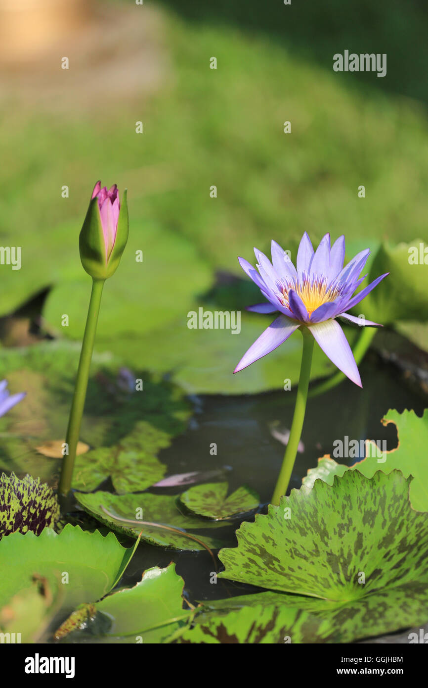 purple lotus in a pond with bloom in the Morning and green leaves surrounding. Stock Photo
