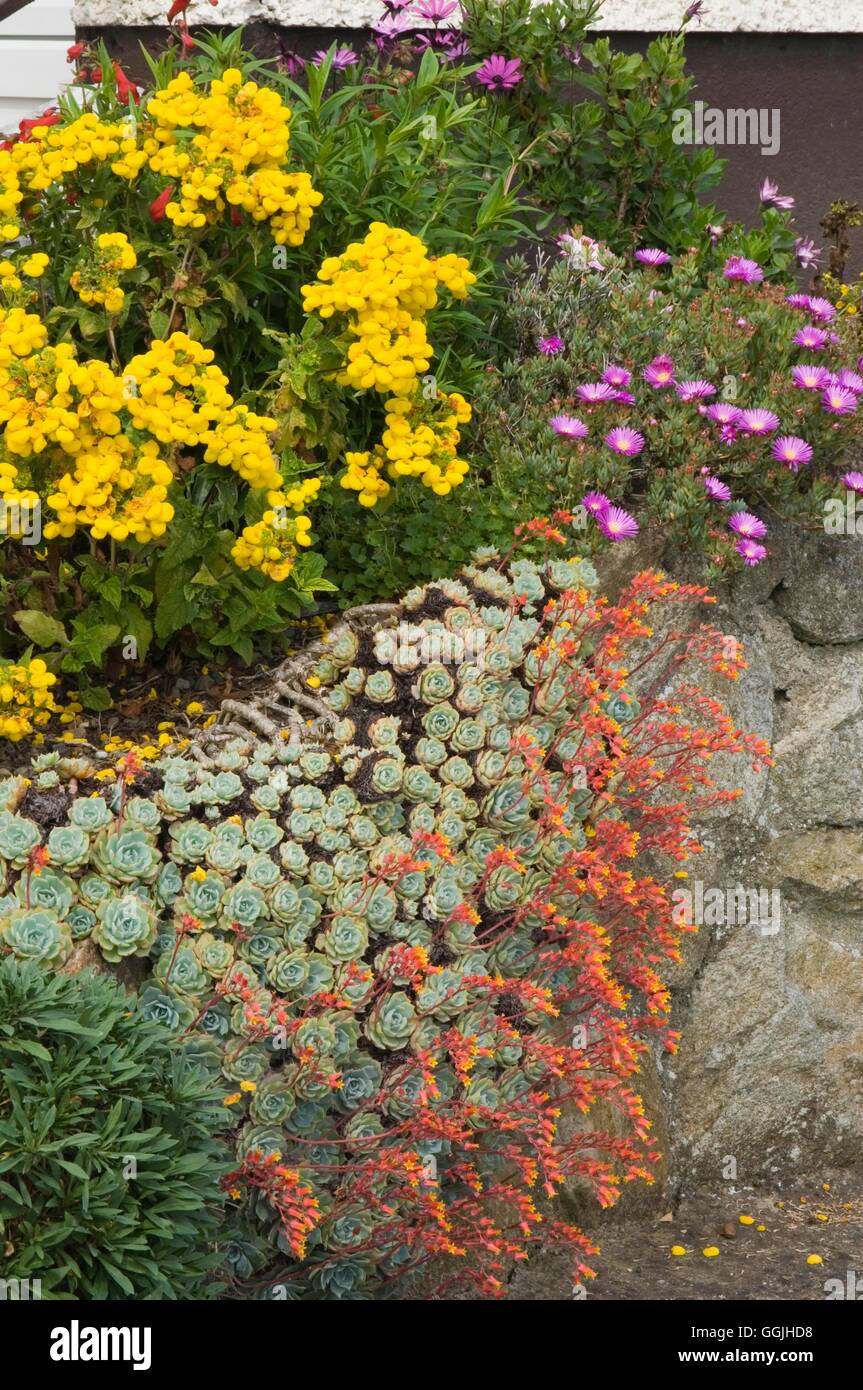 Raised Bed- planted with Calceolaria  Echevaria and succulents   MIW253115  / Stock Photo