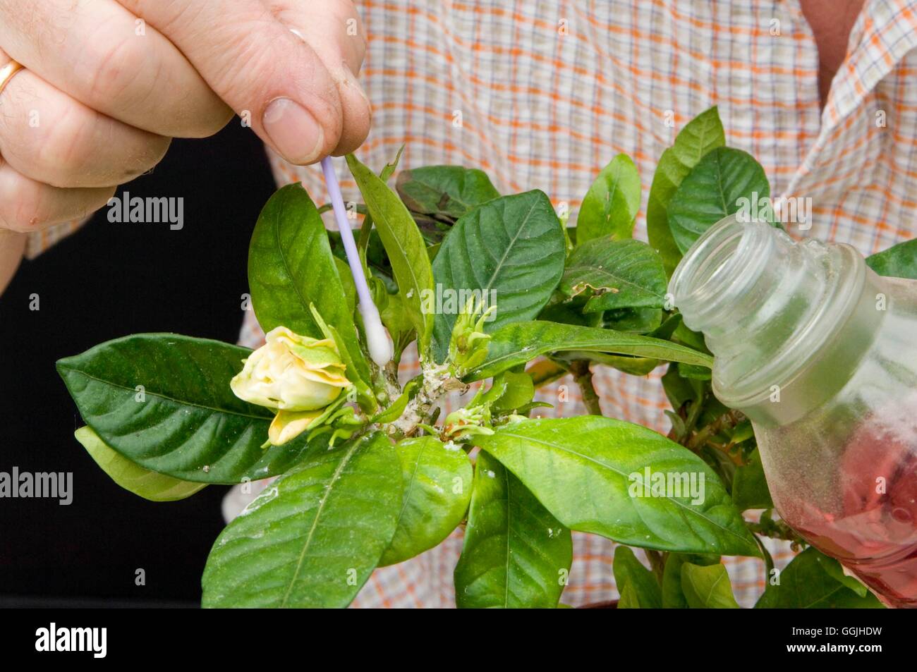 Protection Against Pests- - Removing Mealy Bug using Methylated Spirit   MIW253130     Photos Hortic Stock Photo