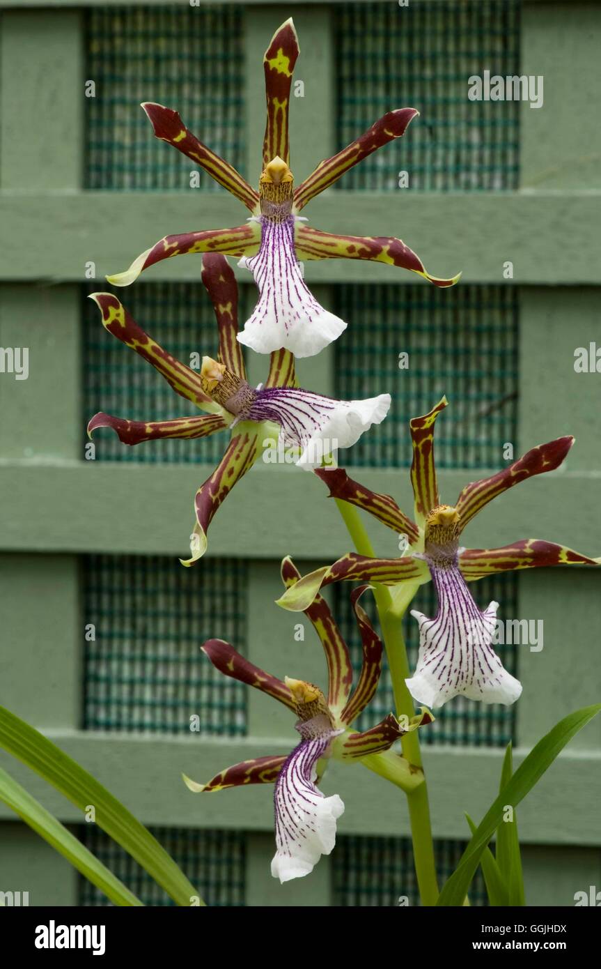 Zygopetalum crinitum MIW253131 Stock Photo Alamy