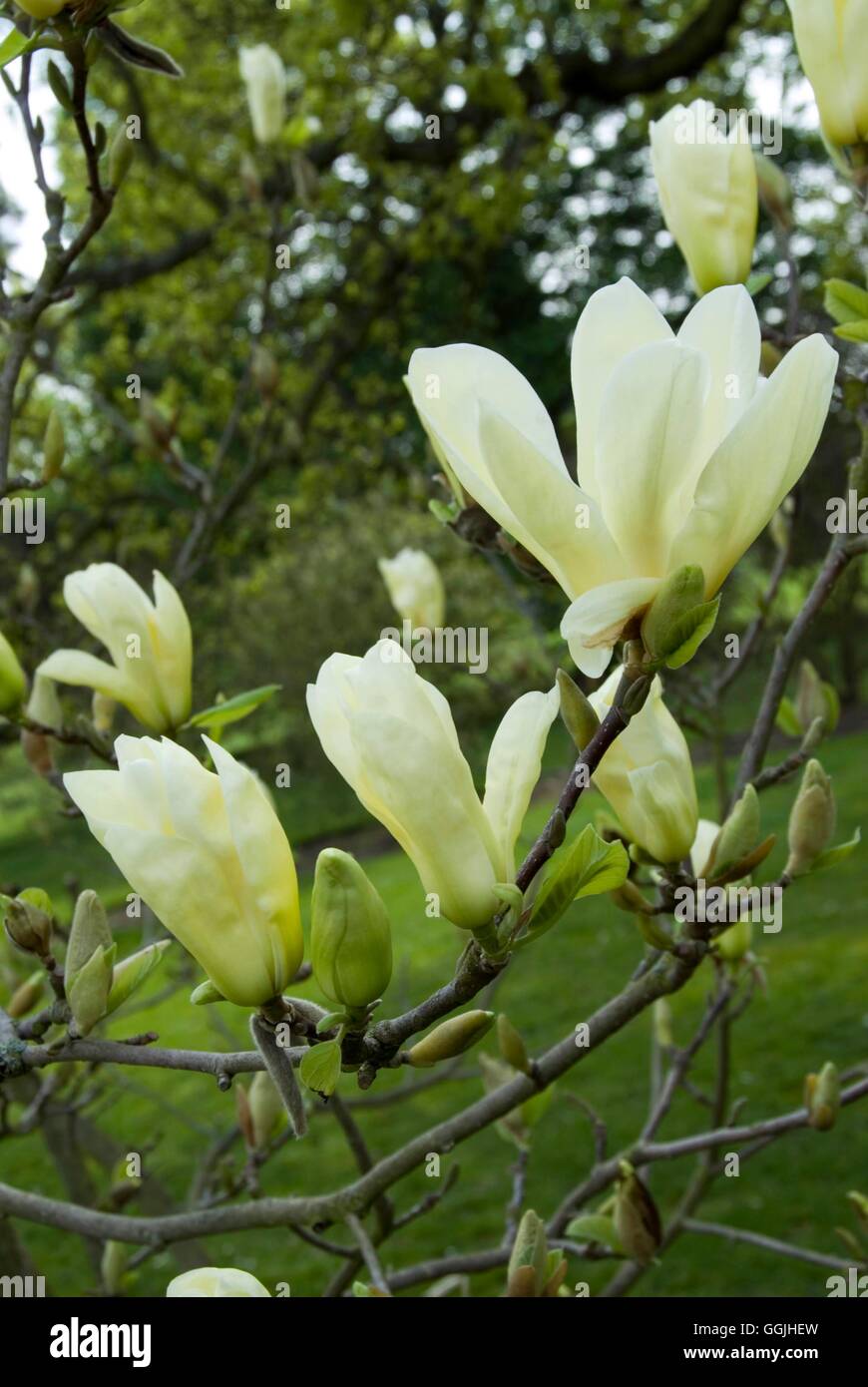 Magnolia 'Elizabeth'   MIW253152 Stock Photo