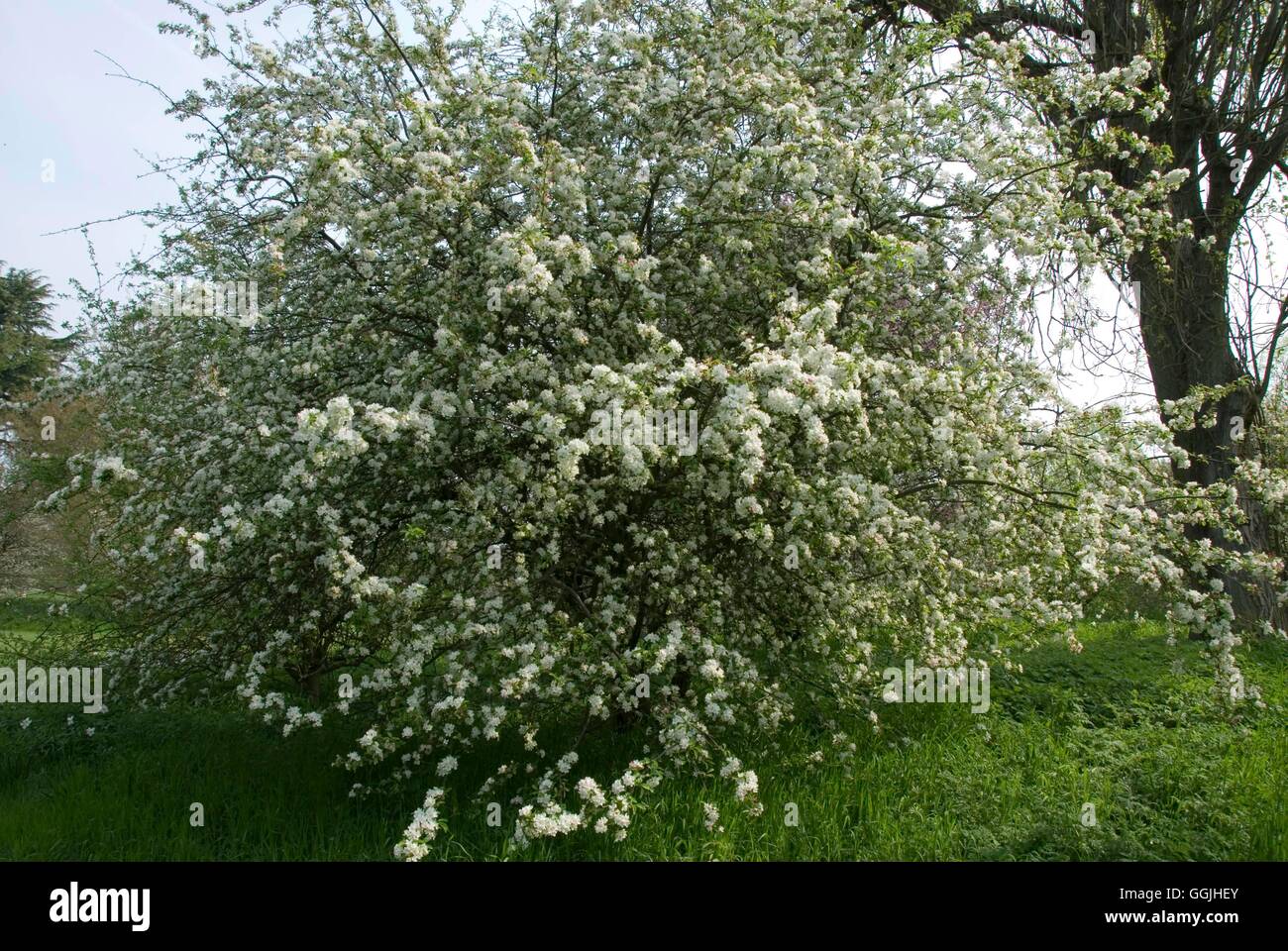 Malus x zumi 'Calocarpa' MIW253154 Stock Photo Alamy