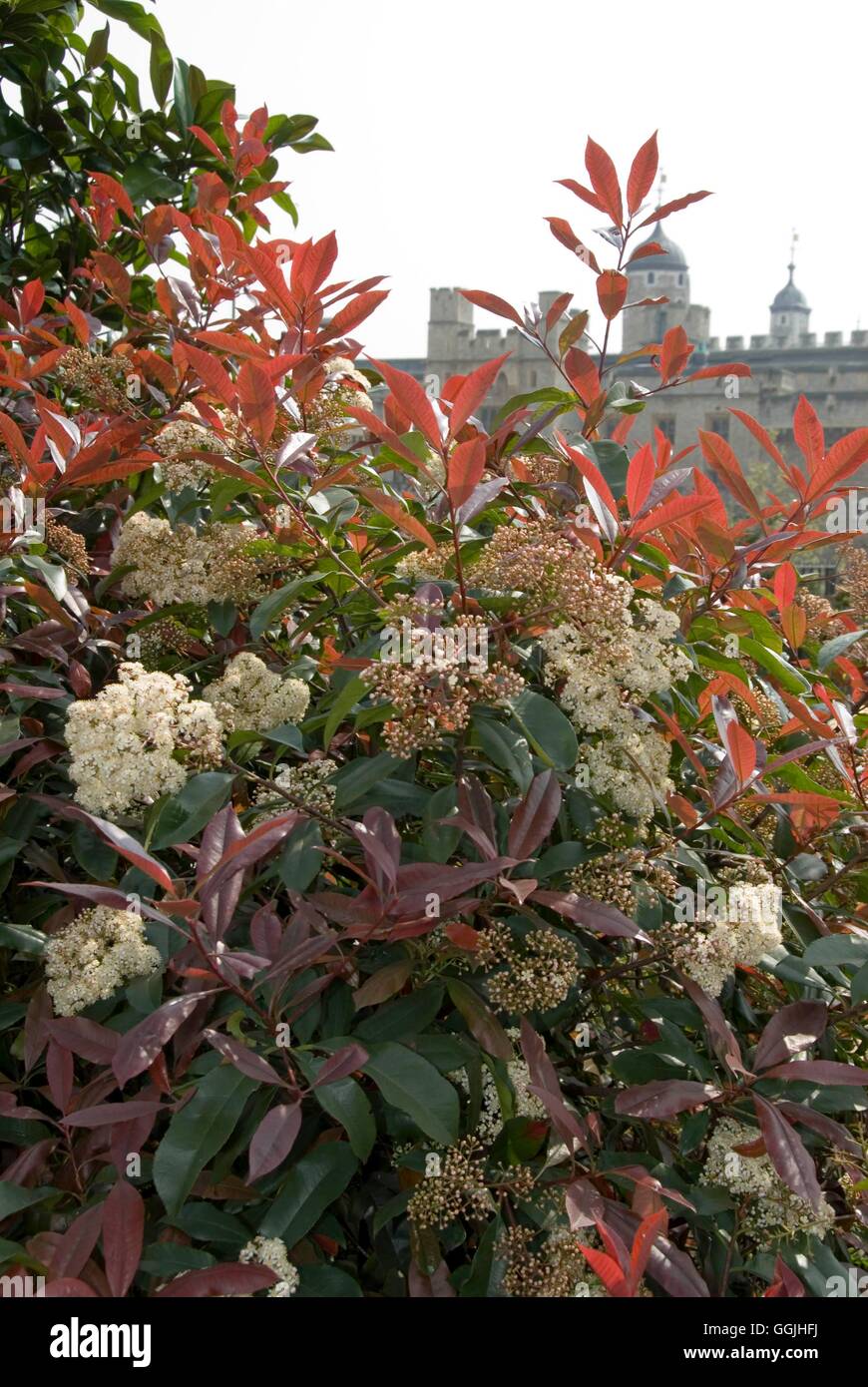 Photinia robusta hi-res stock photography and images - Alamy