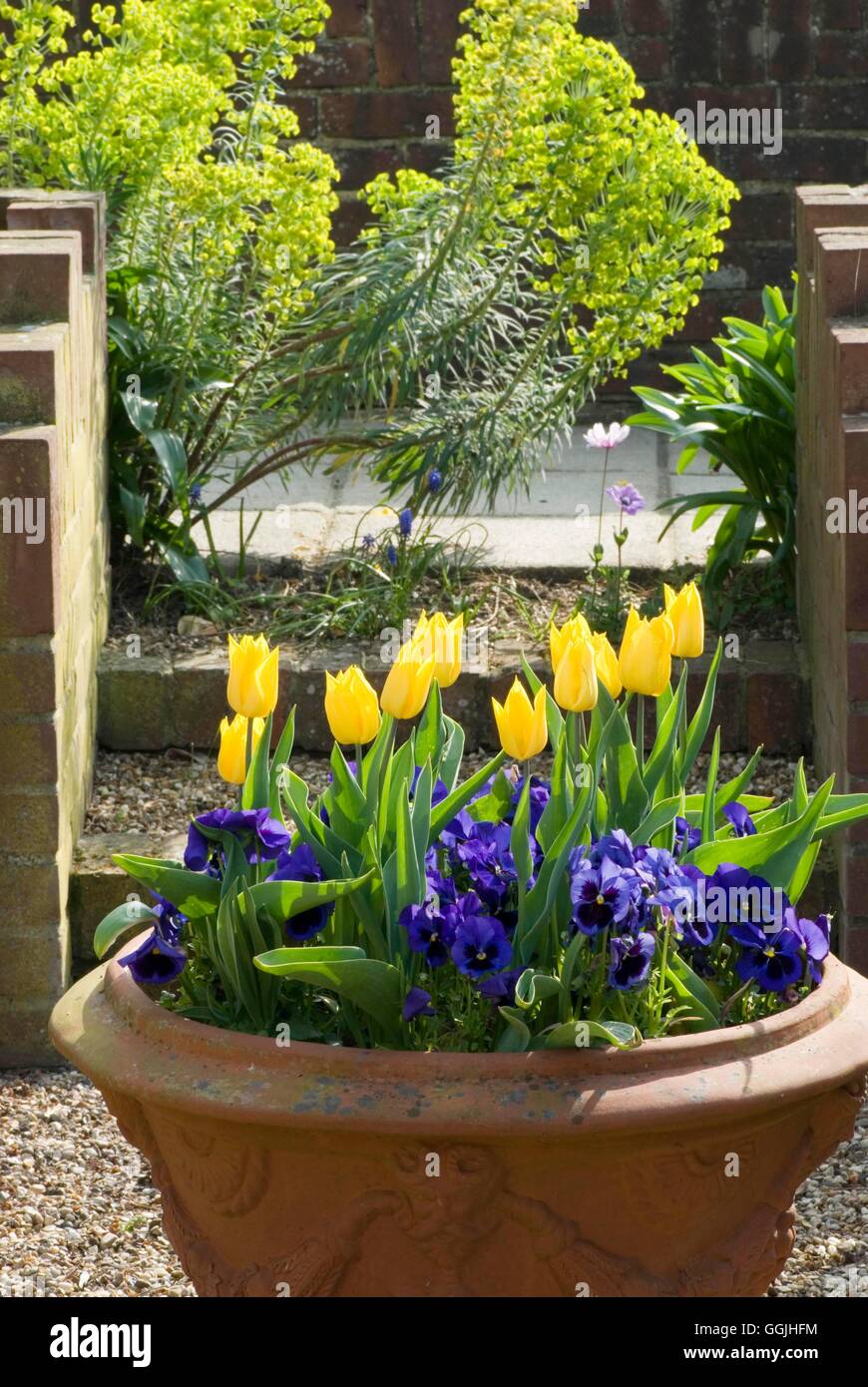 Container - Spring- planted with Tulipa 'Yokohama' and Pansies   MIW253171  / Stock Photo