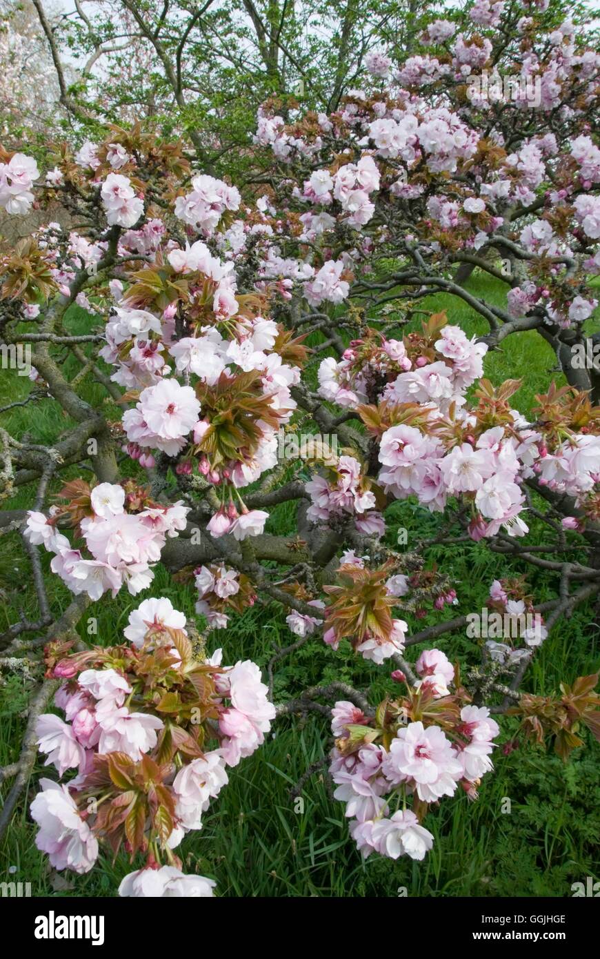 Prunus 'Takasago'   MIW253191 Stock Photo