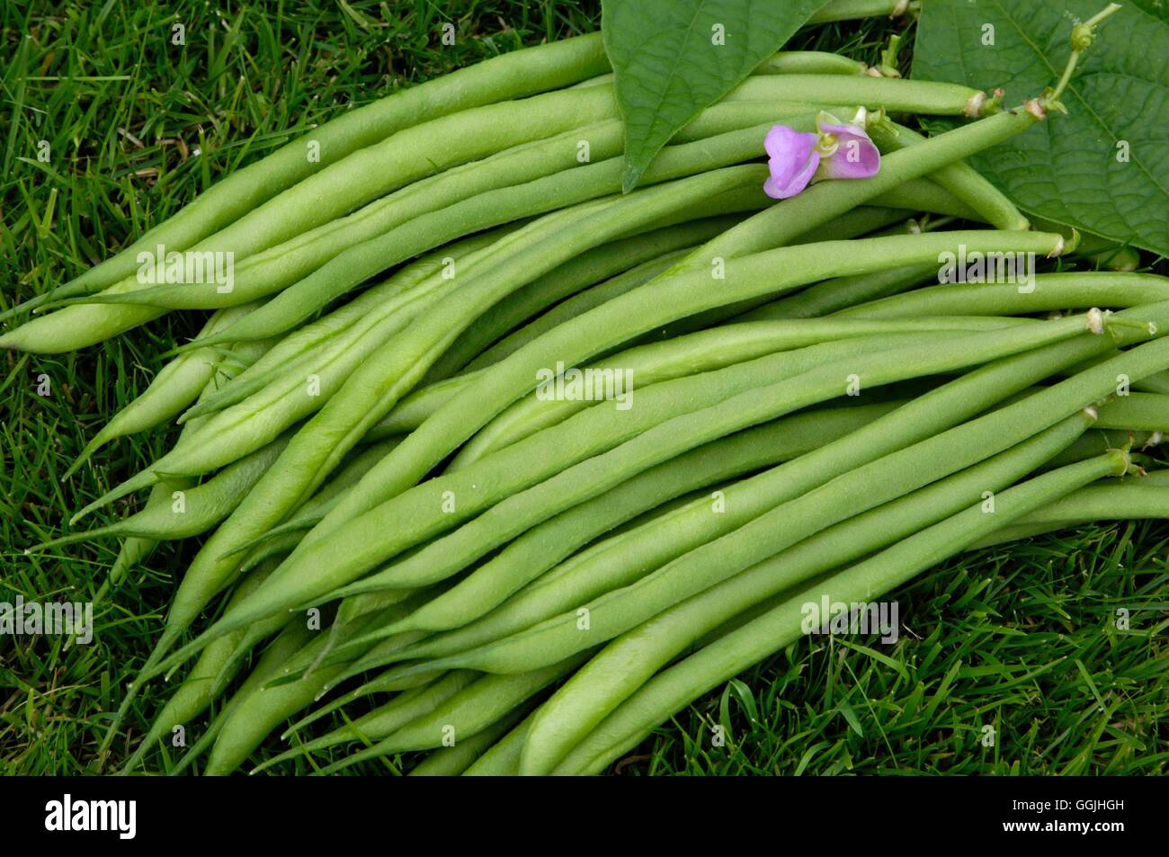 French Bean 'Roland' (Dwarf) MIW253192 Stock Photo Alamy