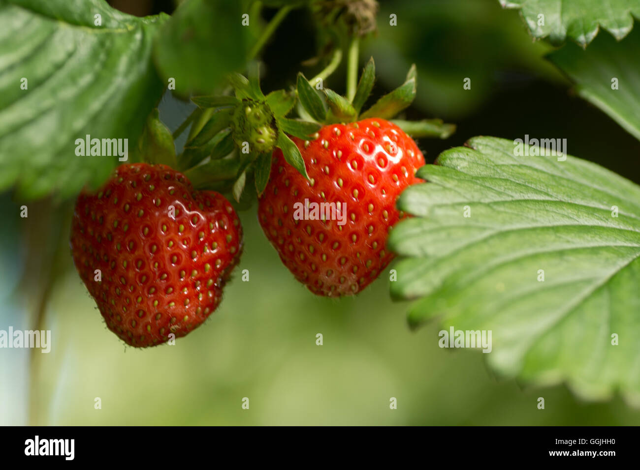 Strawberries plant growing in hi-res stock photography and images - Alamy