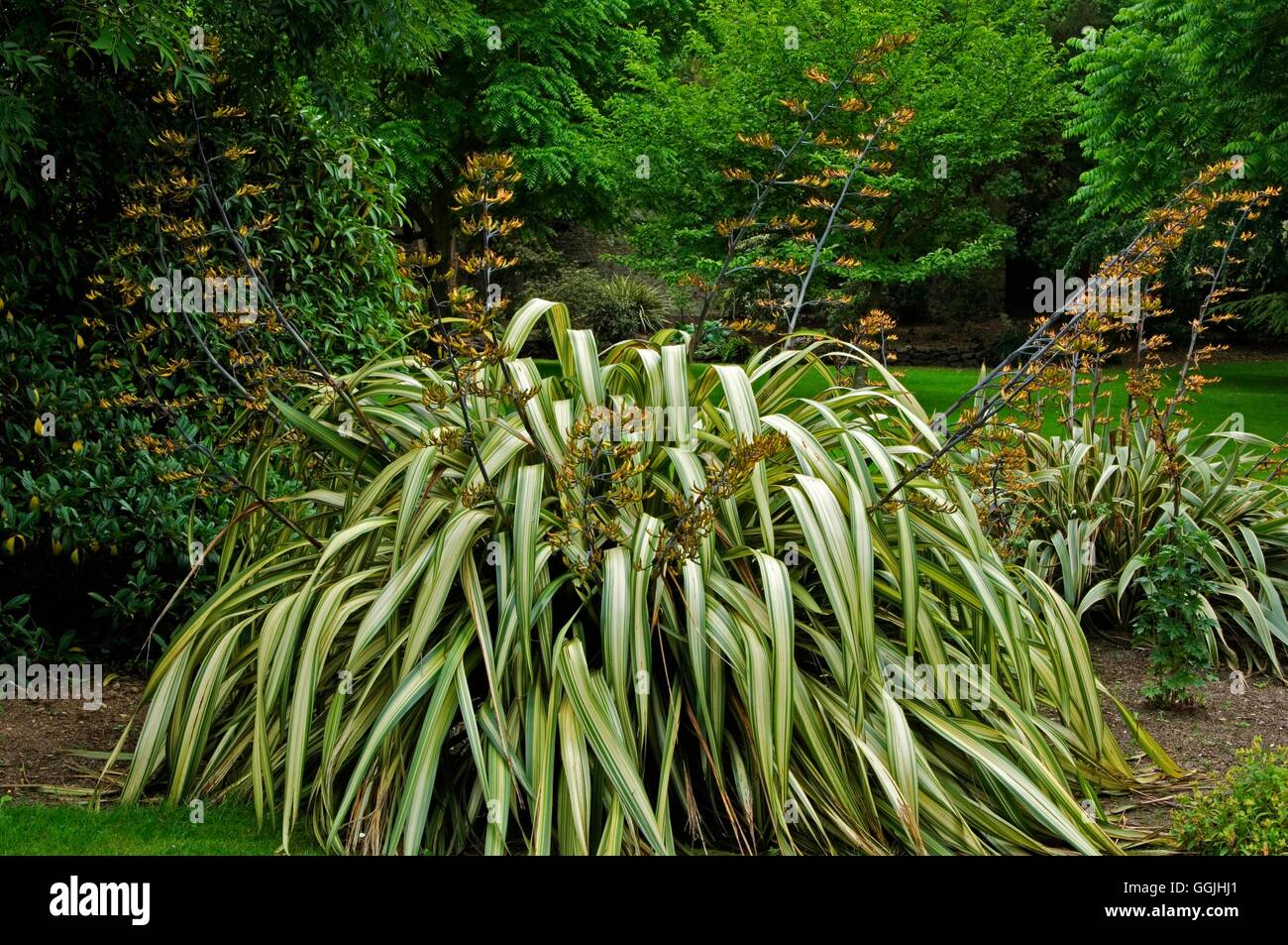 Phormium 'Cream Delight'   MIW253221 Stock Photo