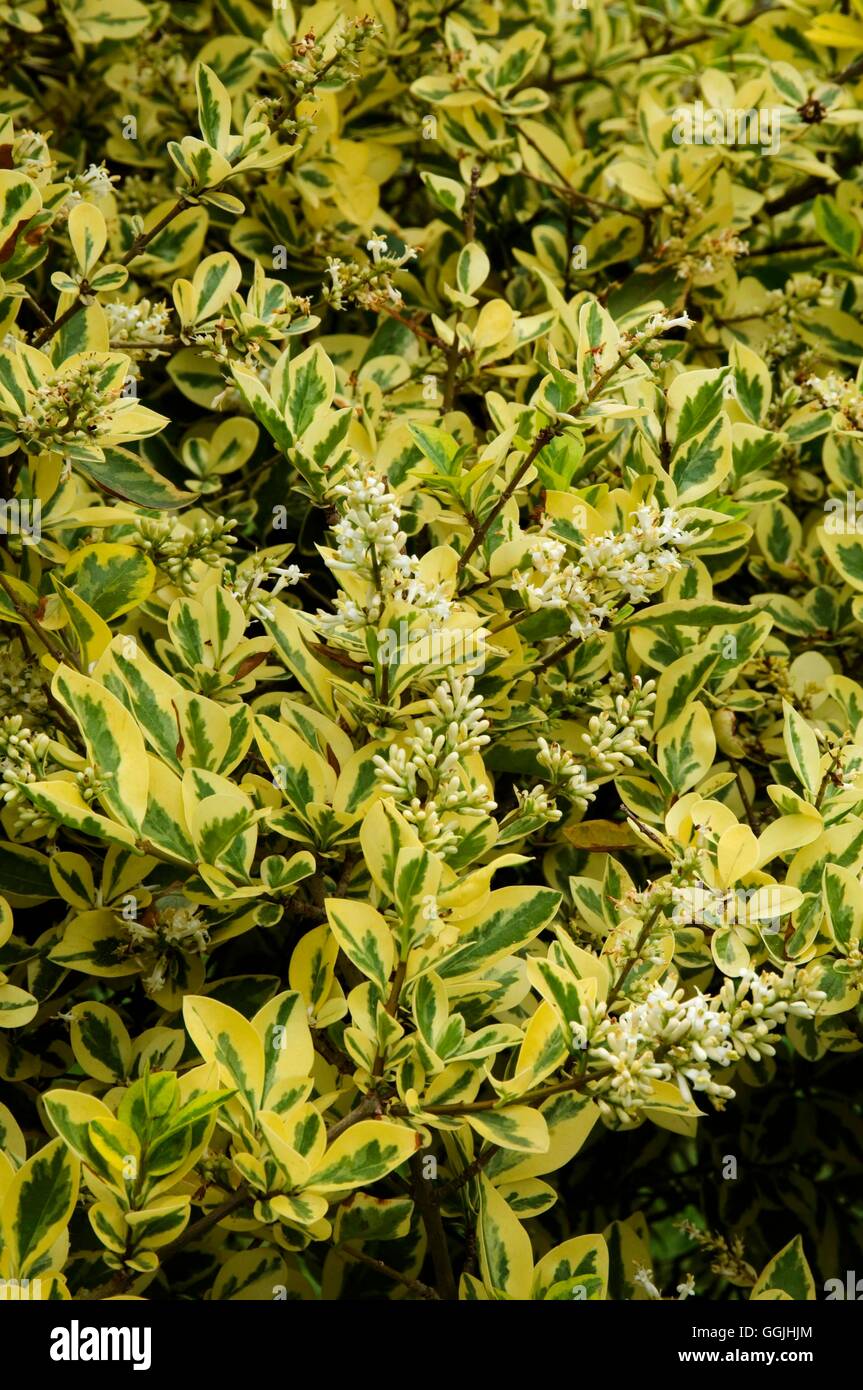 Ligustrum ovalifolium 'Aureum'   MIW253237 Stock Photo
